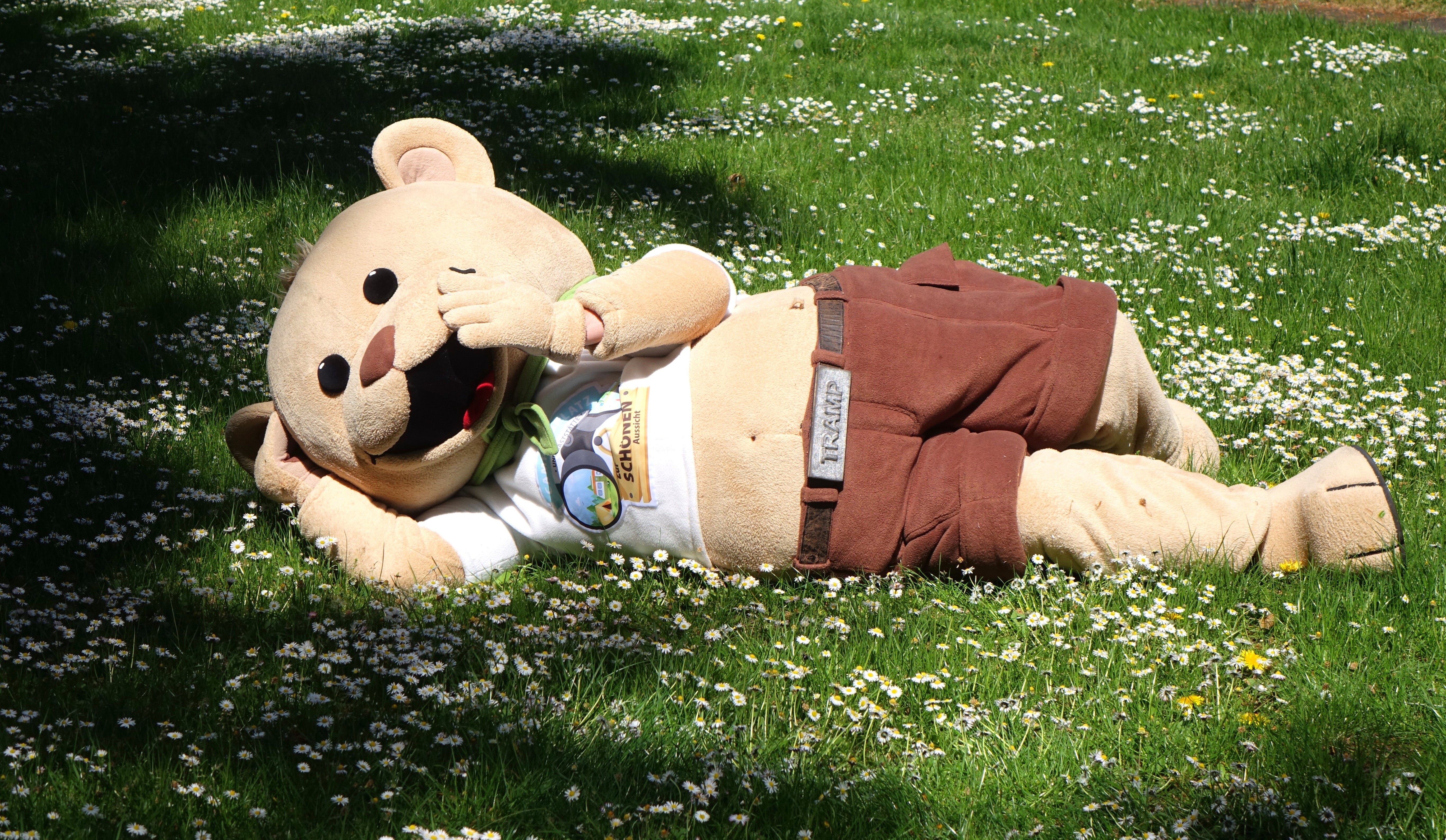 Teddy liegt gemütlich in der Wiese auf dem Campingplatz